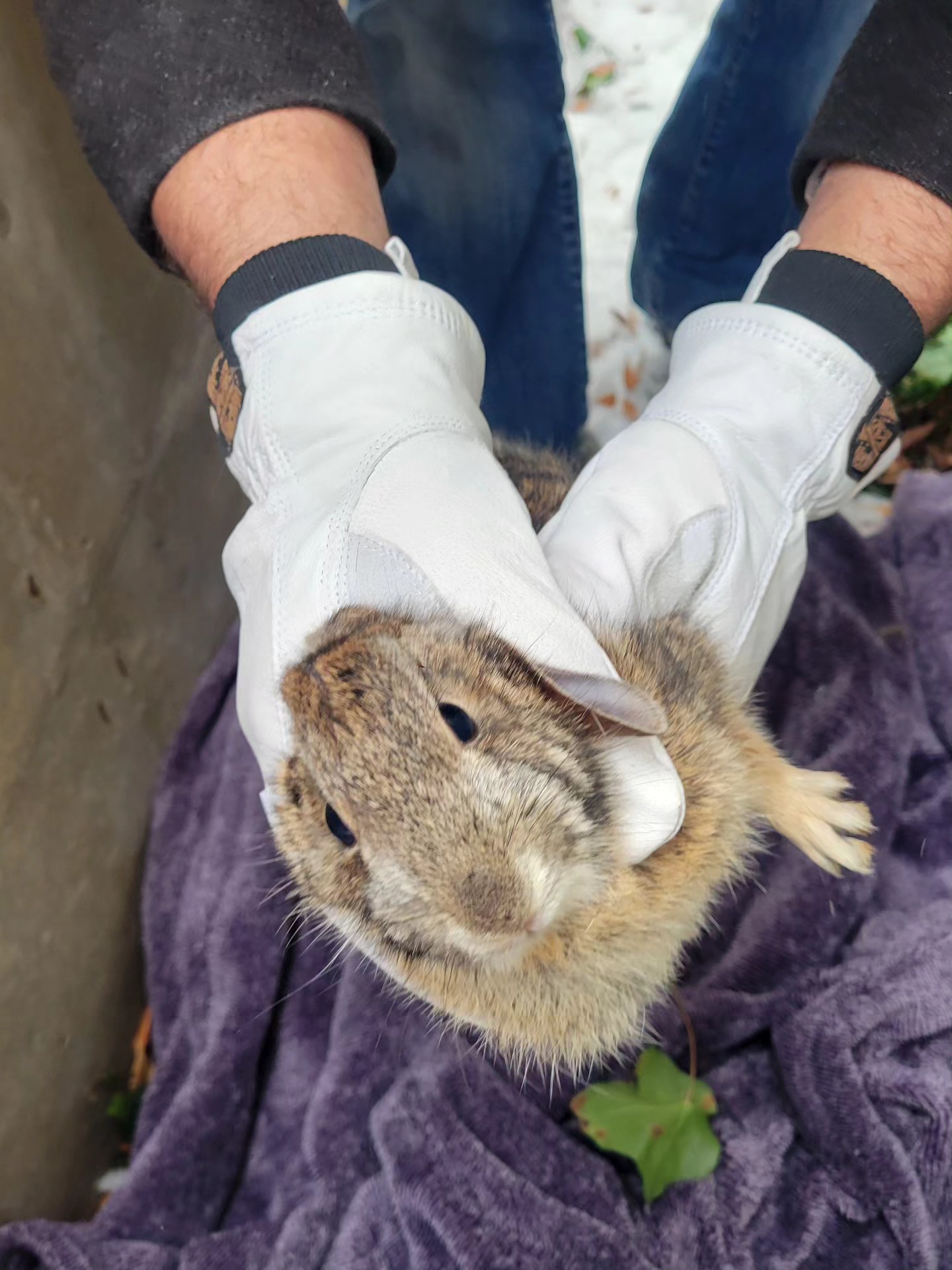 Photo of a bunny being picked up by gloved hands
