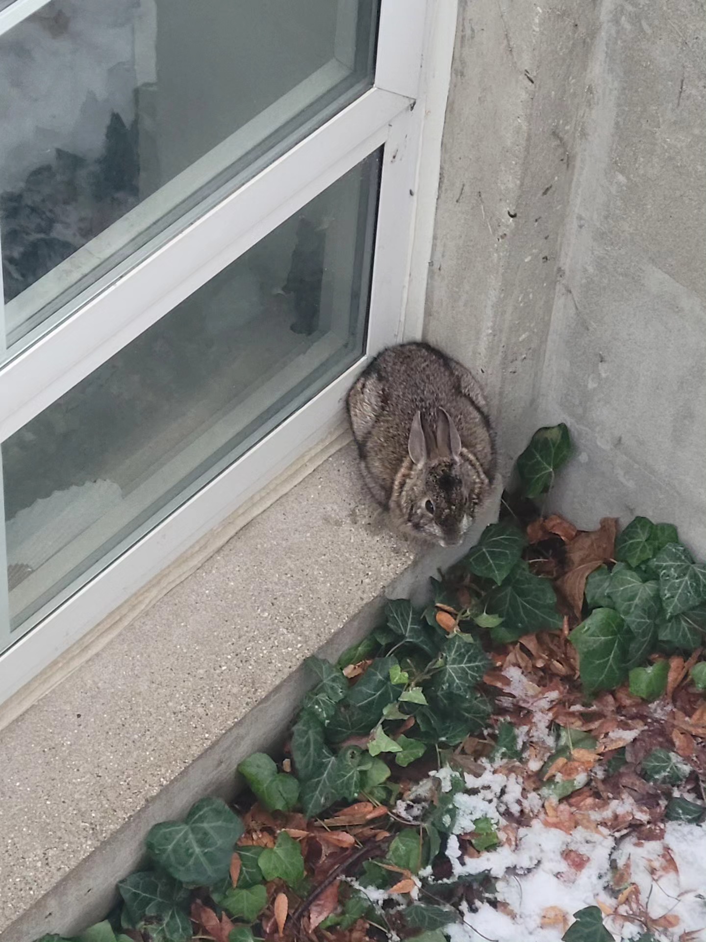 Photo of a bunny outside by a window well